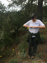 Erysimum teretifolium