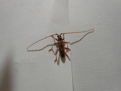 Eburida sublineata