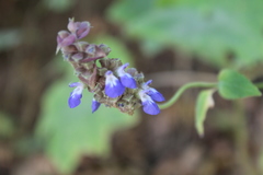 Salvia mocinoi