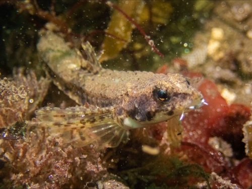 Pygmy poacher (Odontopyxis trispinosa) — Agonidae — 3
