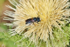 Osmia chalybea