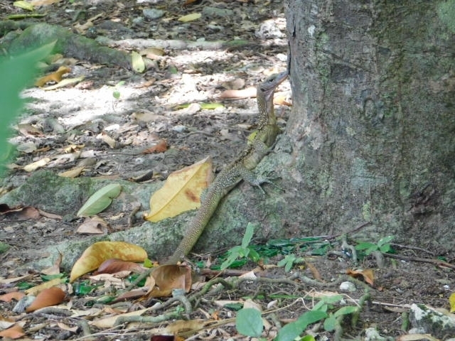 Talaud Mangrove Monitor