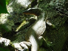 Talaud Mangrove Monitor photo 3
