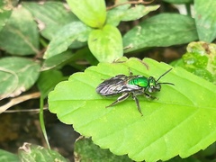 Pseudaugochlora graminea