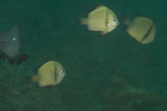 Dascyllus reticulatus