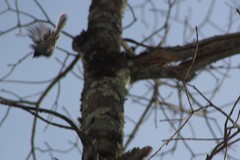 Poecile atricapillus