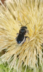 Osmia chalybea