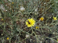 Apis mellifera