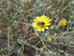 Apis mellifera