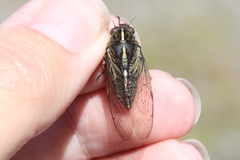Kikihia southwestlandica