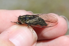 Kikihia southwestlandica