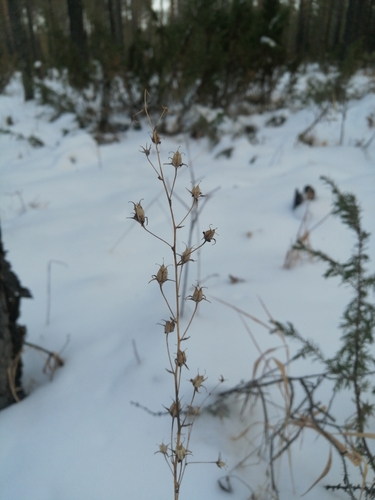 Anticlea sibirica iNat (1)