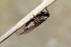 Kikihia southwestlandica