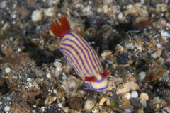 Hypselodoris maridadilus