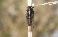 Kikihia southwestlandica