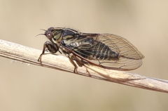 Kikihia southwestlandica