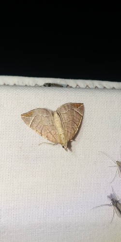 Chevron Moth, Klazienaveen, Nederland, photo 5 of 10