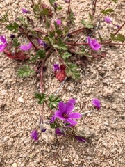 Erodium texanum