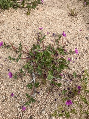 Erodium texanum