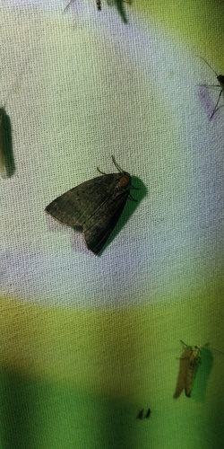 Common Lutestring, Klazienaveen, Nederland, photo 5 of 10