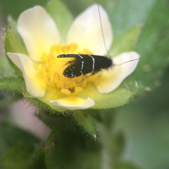 Adela septentrionella