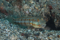 Valenciennea puellaris