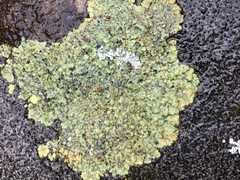 Rhizocarpales