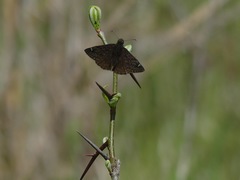 Erynnis juvenalis