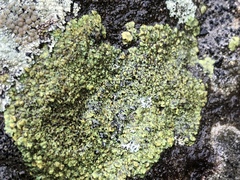 Rhizocarpales
