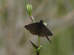 Erynnis juvenalis