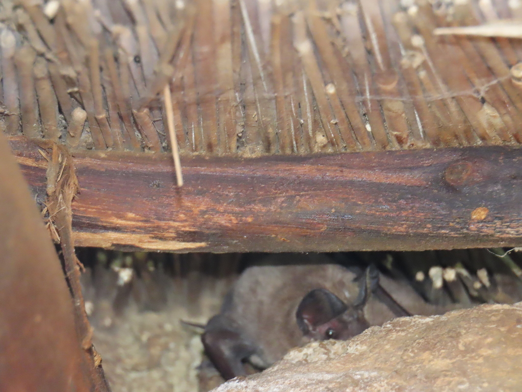 Angolan Free-tailed Bat