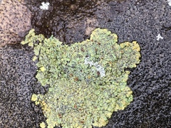 Rhizocarpales