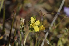 Tropidocarpum gracile