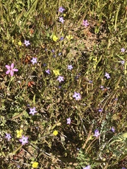 Tropidocarpum gracile