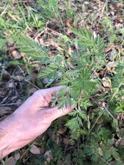 Torilis nodosa