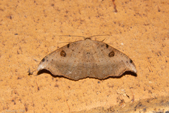 Sarisa muriferata