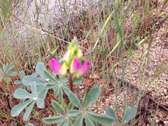 Lupinus stiversii