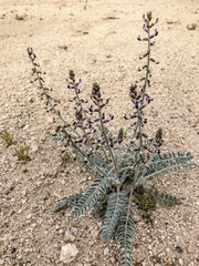 Astragalus lentiginosus