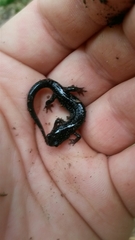 Plethodon glutinosus