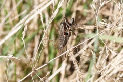 Kikihia southwestlandica