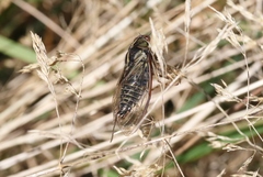 Kikihia southwestlandica