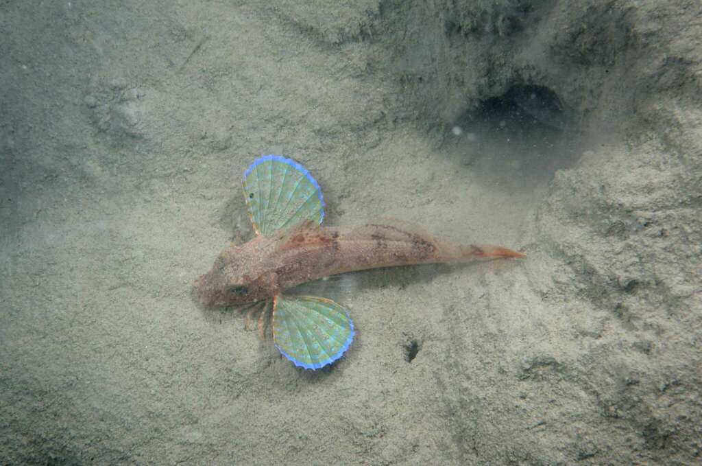 Large-Scaled Gurnard