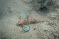 Large-Scaled Gurnard photo 1
