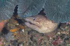 Gymnothorax zonipectis