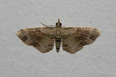 Chloroclystis sphragitis
