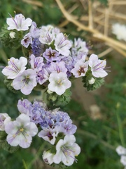 Phacelia crenulata ambigua
