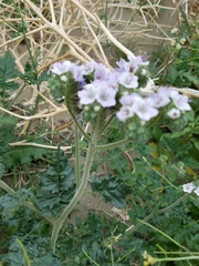 Phacelia crenulata ambigua