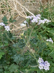 Phacelia crenulata ambigua