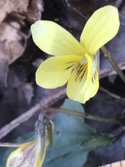 Viola hastata