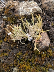 Claytonia exigua